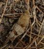 Oedipoda caerulescens caerulescens